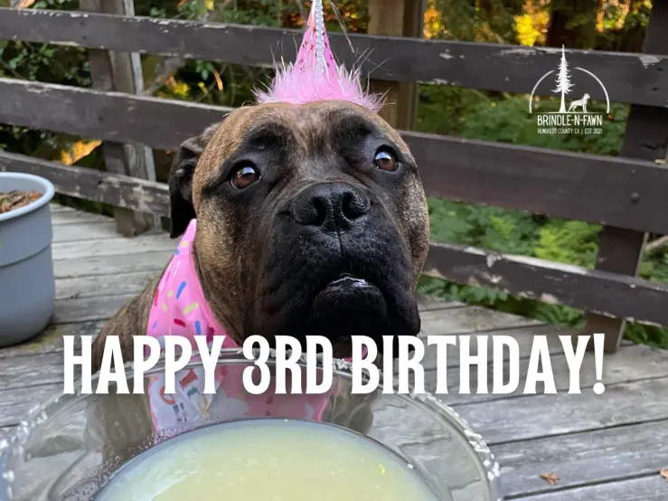 Celebrating my Bullmastiff’s 3rd Birthday